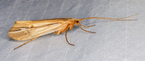 iNaturalist observation photo of Limnephilini