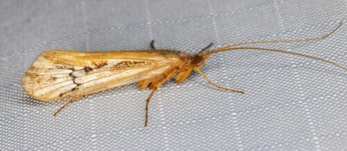 iNaturalist observation photo of Summer Flier Sedges