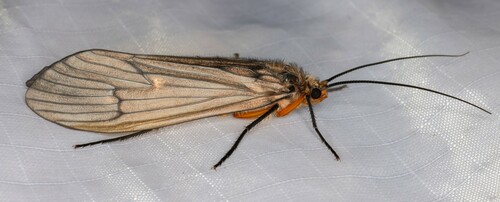 iNaturalist observation photo of Dicosmoecus atripes