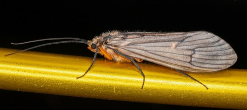 iNaturalist observation photo of Dicosmoecus atripes