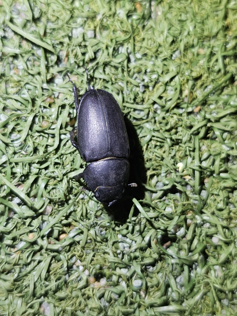 Prosopocoilus inclinatus inclinatus in August 2023 by Kyongman Heo