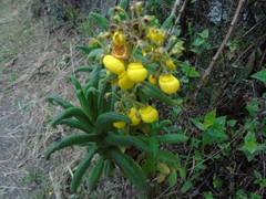 Calceolaria crenata image