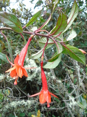 Image of Fuchsia ampliata