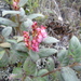 Gaultheria insipida - Photo (c) Efrain Freire, all rights reserved, uploaded by Efrain Freire