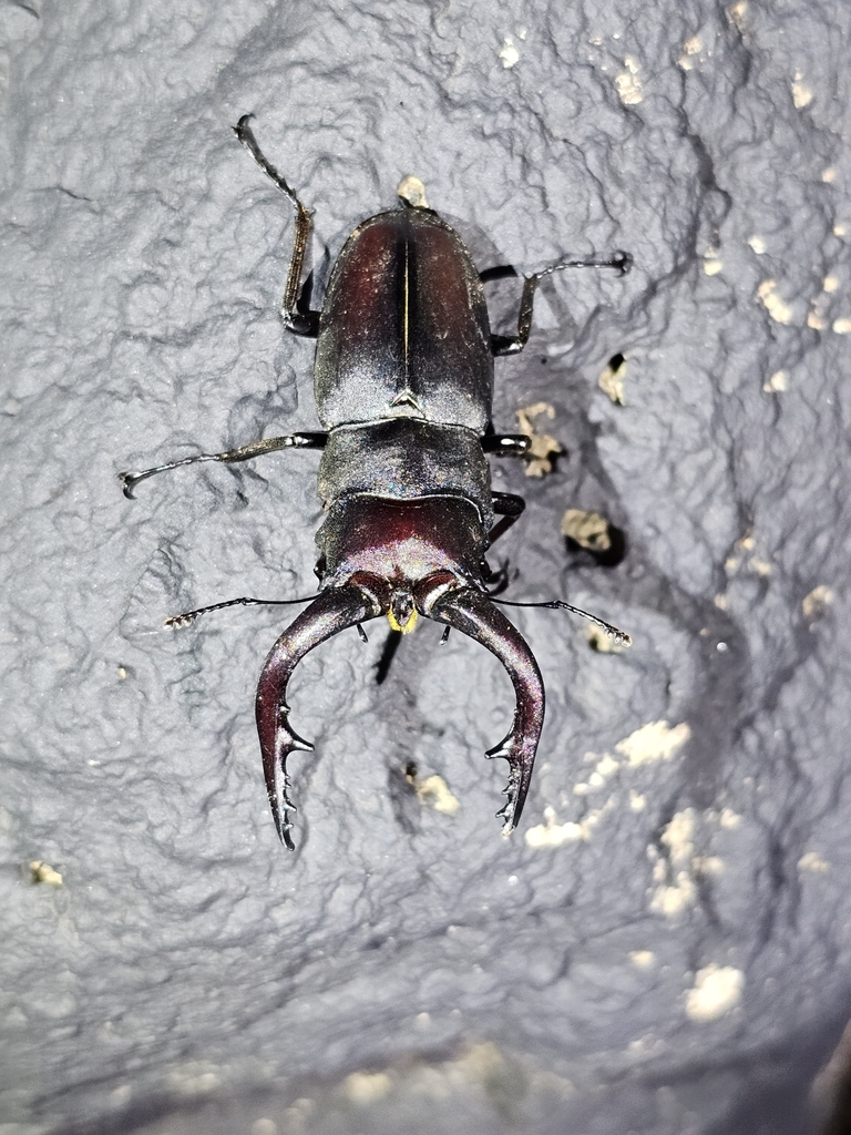 Prosopocoilus inclinatus inclinatus in August 2023 by Kyongman Heo