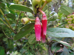 Image of Macleania loeseneriana