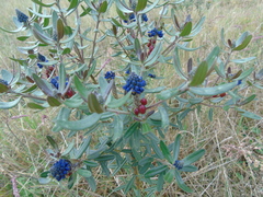 Image of Monnina obtusifolia