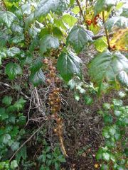 Ribes andicola image