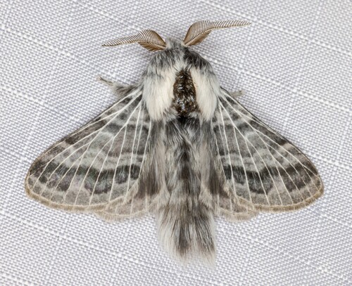 iNaturalist observation photo of Tolype Moths