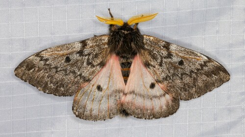 iNaturalist observation photo of Pandora Pinemoth