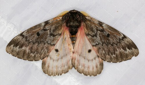 iNaturalist observation photo of Pandora Pinemoth