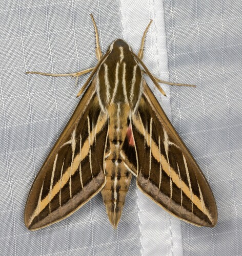 iNaturalist observation photo of White-lined Sphinx