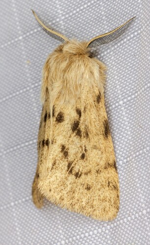 iNaturalist observation photo of Wandering Tiger Moth