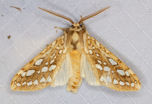 iNaturalist observation photo of Silver-spotted Tiger Moth