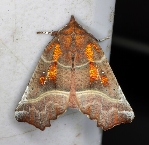 iNaturalist observation photo of Herald Moth