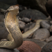 King Cobra - Photo (c) Robin James, all rights reserved, uploaded by Robin James