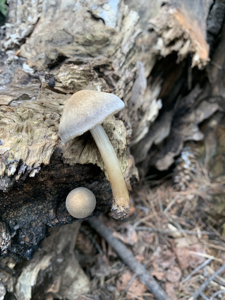 Deer Mushrooms from Coconino National Forest, Flagstaff, AZ, US on