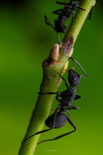 Polyrhachis tubericepsPolyrhachis tubericeps
