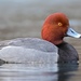 Scaups, Pochards, and Allies - Photo (c) elizlooks, all rights reserved