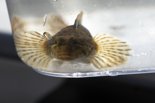 Blue Ridge Sculpin