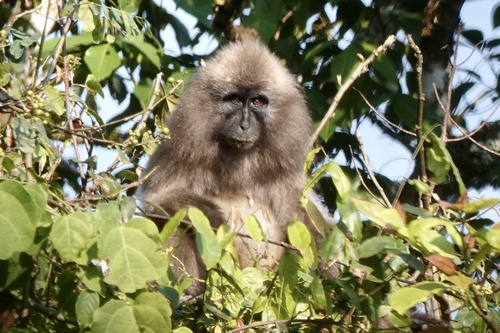 Kipunji (Rungwecebus kipunji) — Endangered Mammalia