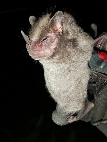 Ismael's broad-nosed bat (Platyrrhinus ismaeli) — Near Threatened Mammalia