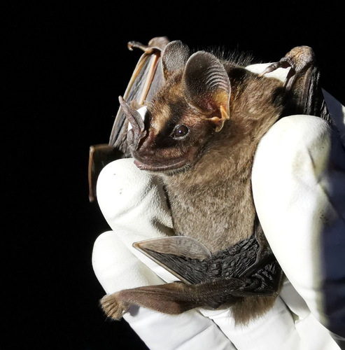 Shadowy Broad-nosed Bat (Platyrrhinus umbratus) — Data Deficient Mammalia