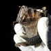Shadowy Broad-nosed Bat - Photo (c) Raphaël Sané, all rights reserved, uploaded by Raphaël Sané