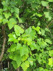 Jatropha curcas image