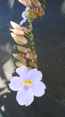 Thunbergia grandiflora image