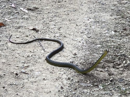 Common Tree Snake sighting