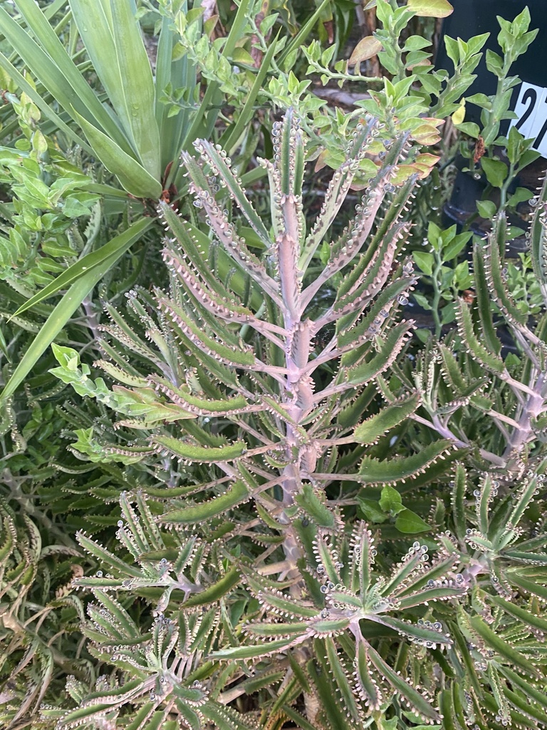 Kalanchoe × houghtonii from Grove Pl, Sarasota, FL, US on August 28 ...