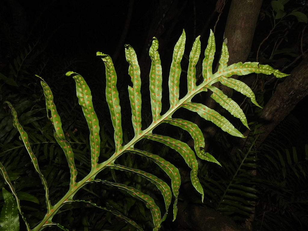Leptochilus longissimus (Leptochilus longissimus)