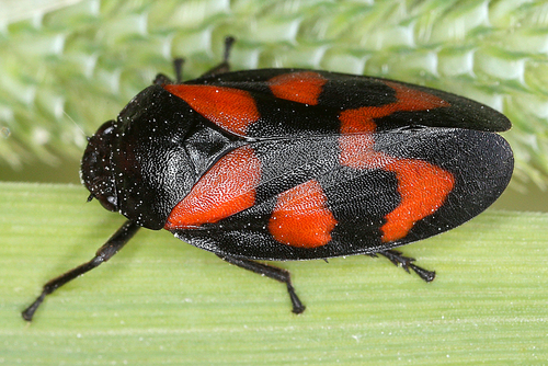 Common Froghopper