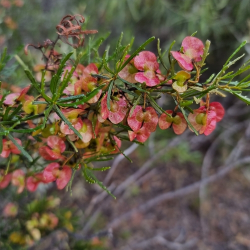 Dodonaea lobulata F.Muell.