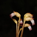 Indian Broomrape - Photo (c) Saurabh Sawant, all rights reserved, uploaded by Saurabh Sawant