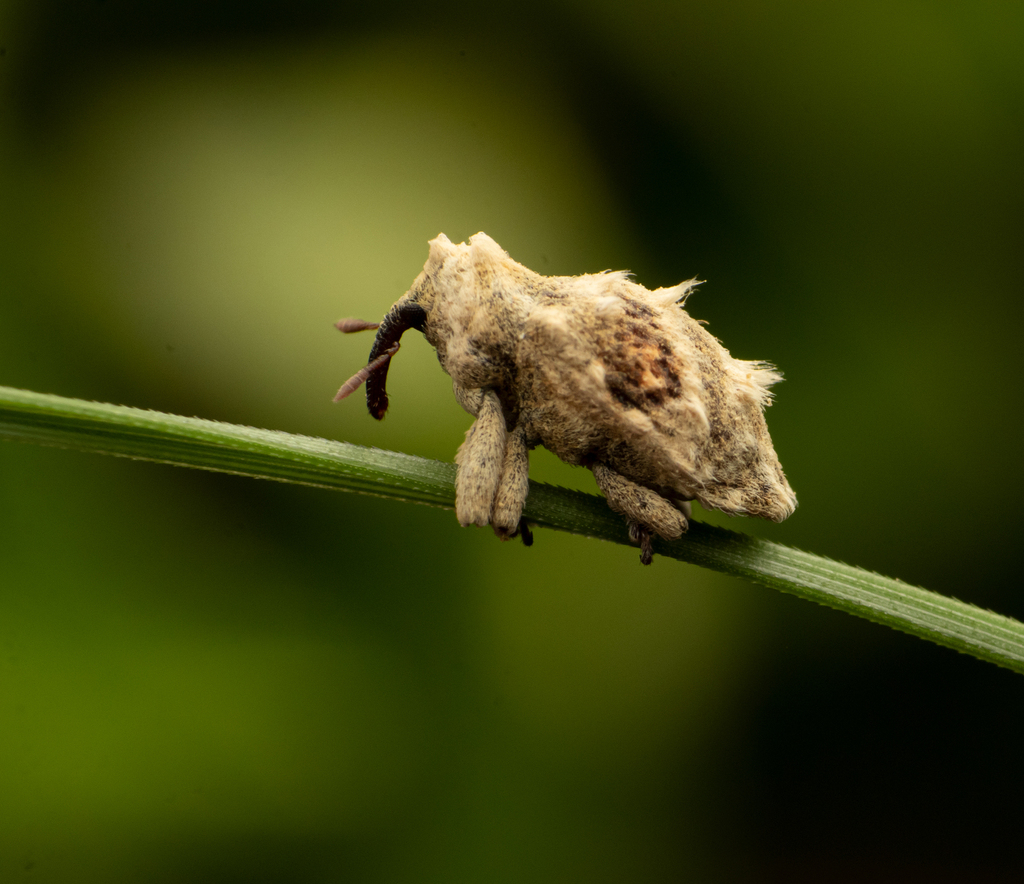 Pakanyog Insect Pachyonyx from Chennai, Tamil Nadu, India on August 27, 2023 at 10:50 ...