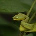 Common Bamboo Viper - Photo (c) Saurabh Sawant, all rights reserved, uploaded by Saurabh Sawant