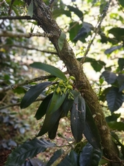 Rodriguezia granadensis image