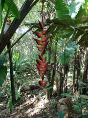 Heliconia pogonantha image