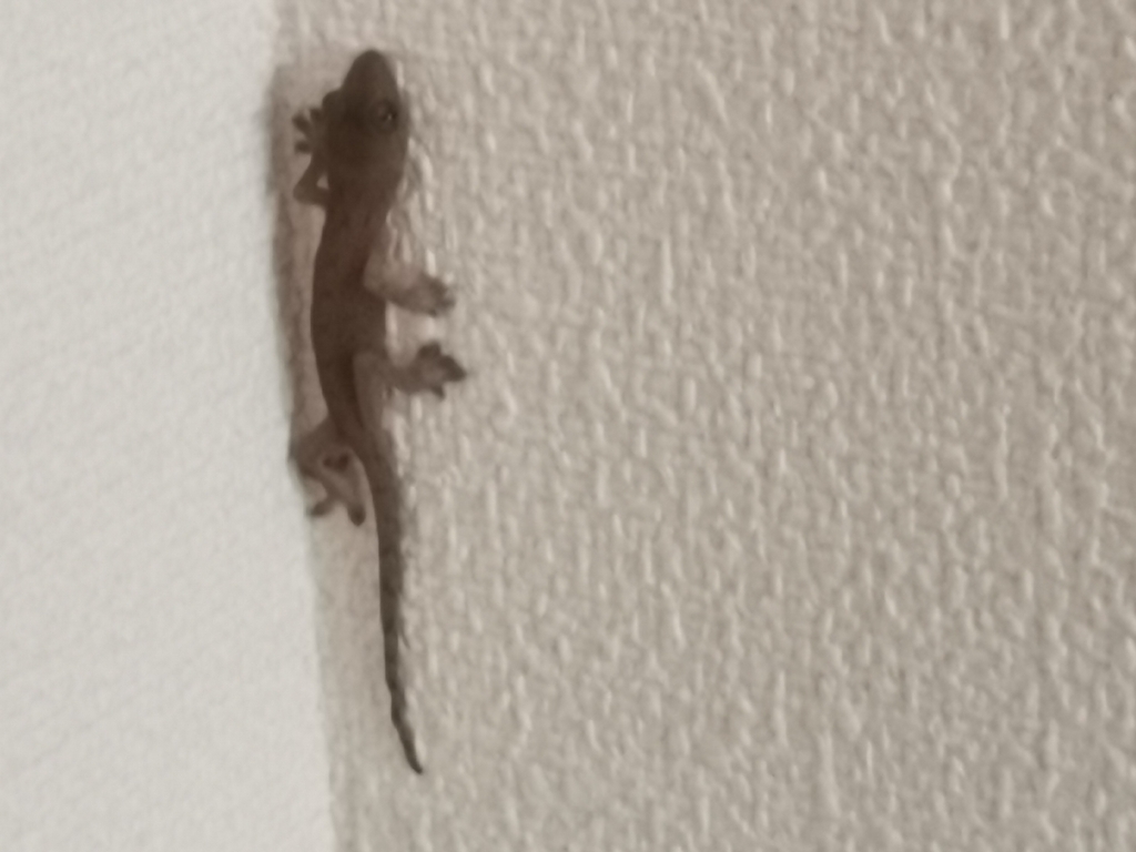 Japanese Giant Gecko in August 2023 by いのてっつー · iNaturalist