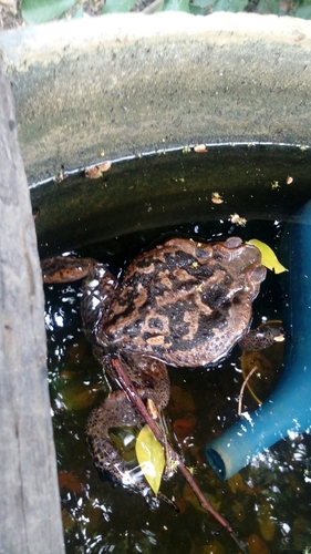 Cururu Toad