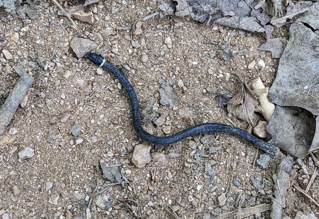 ring-necked snake from Clarksburg, MD 20871, USA on August 28, 2023 at ...