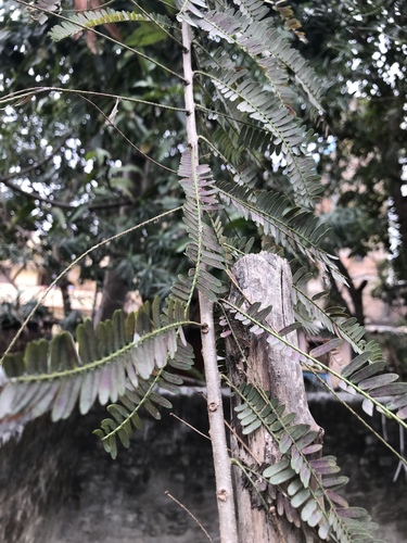 Myrobalan