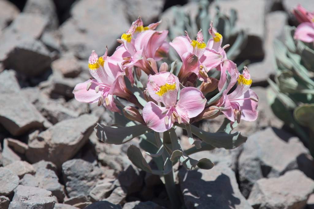 Lirios del Perú o Astromelias (género Alstroemeria) · iNaturalist Ecuador