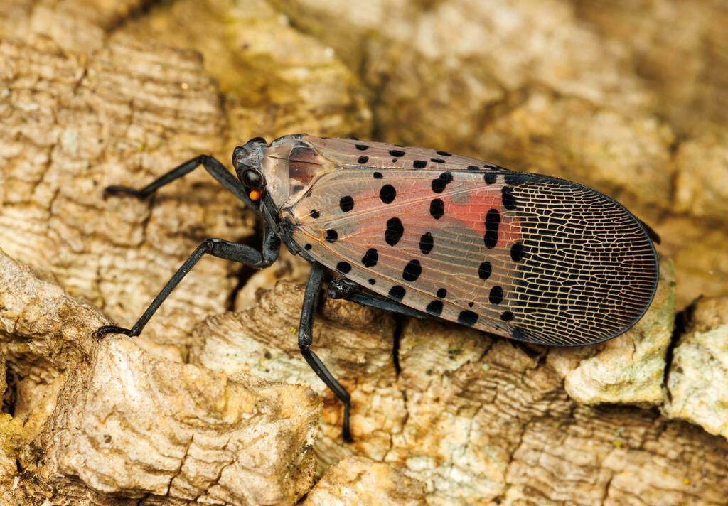 Spotted Lanternfly from Lancaster County, US-PA, US on August 21, 2023 ...