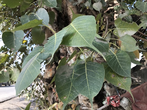 Sacred fig