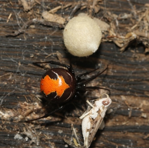Latrodectus erythromelas