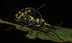 Exophthalmus nicaraguensis image