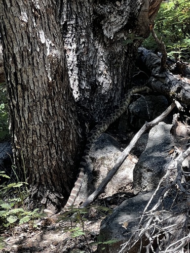 iNaturalist observation photo of Northern Pacific Rattlesnake